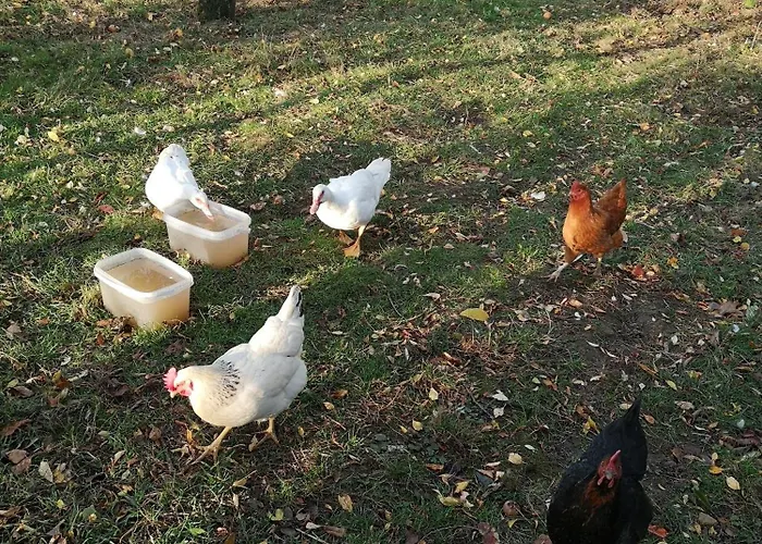 Les Tourterelles 民宿